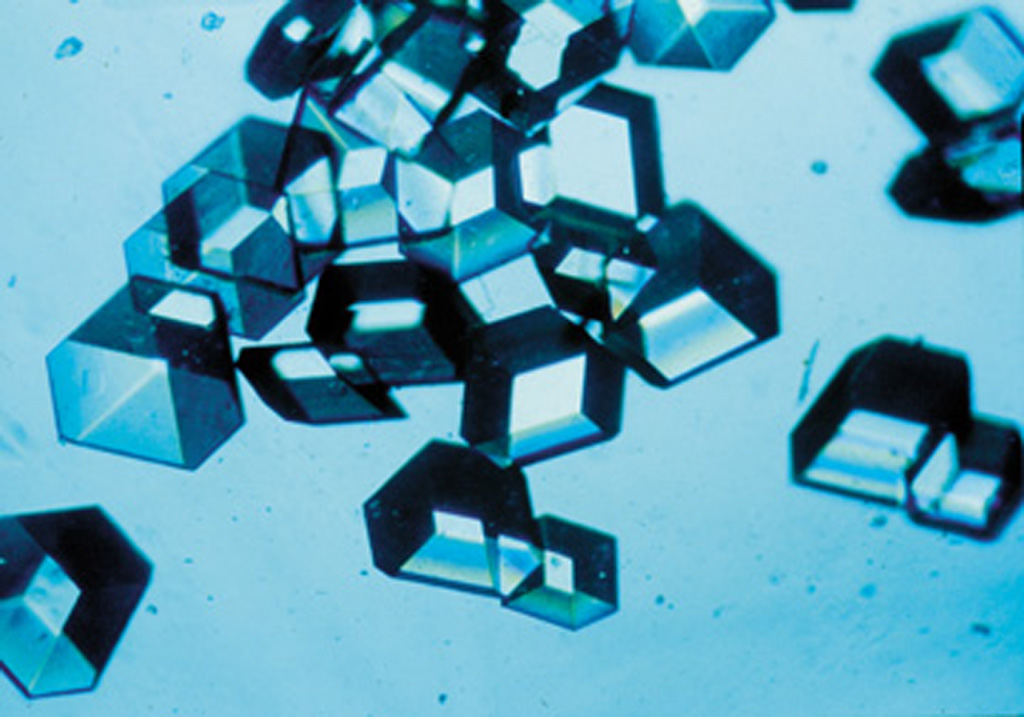 Bioteknologi