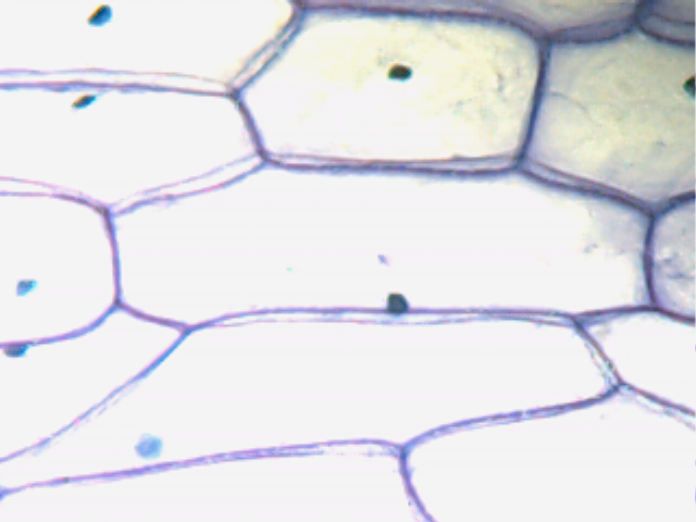 Sel (biologi)